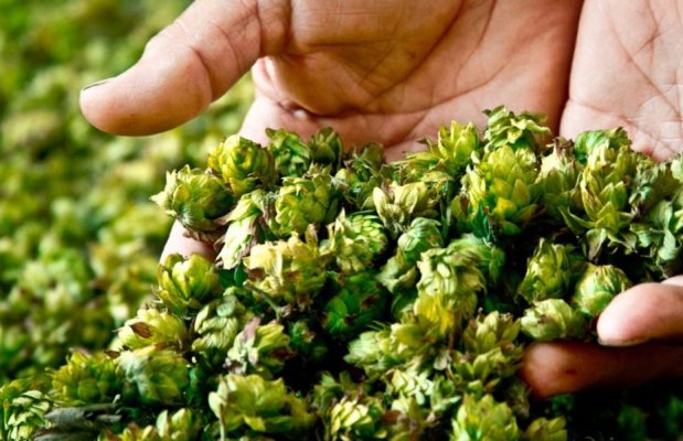 Späthopfung: Verbesserung von Aroma und Geschmack in Craft-Bieren - 